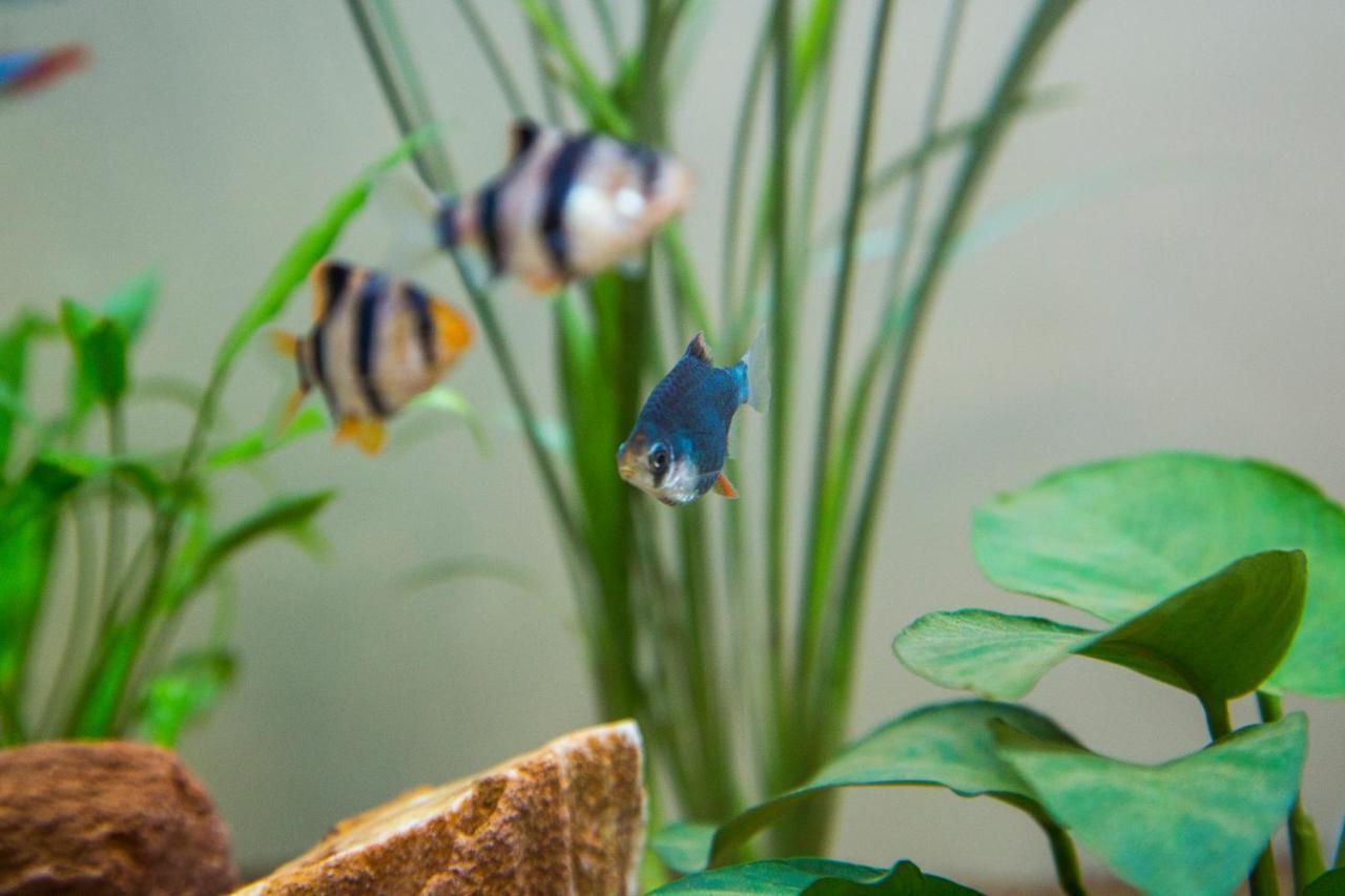 B&B Aquarium San Benedetto del Tronto Zewnętrze zdjęcie